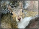 comp_9_squirrel_im_golden_gate_park.jpg