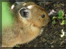 comp_Tag4_Pika_(2).jpg