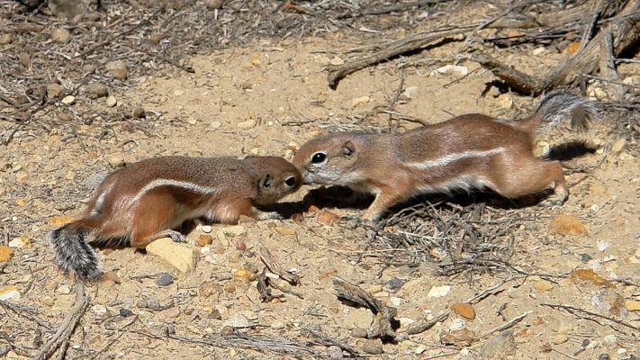 Kissing Ground Squirrel
Diese Hörnchen erkennen ihre Artgenossen, indem sie ihre Zähne aneinanderreiben. 
Schlüsselwörter: 08.10.2007