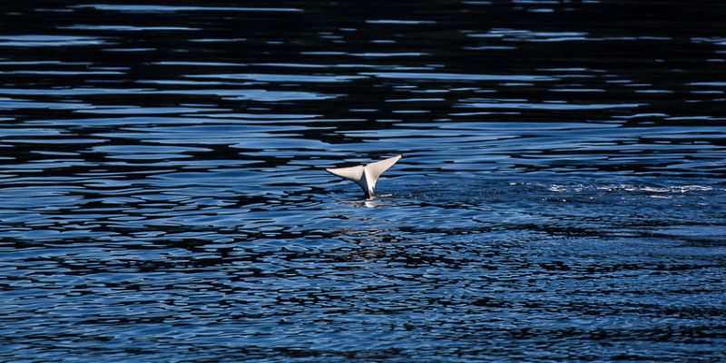 IMG_3271.jpg
