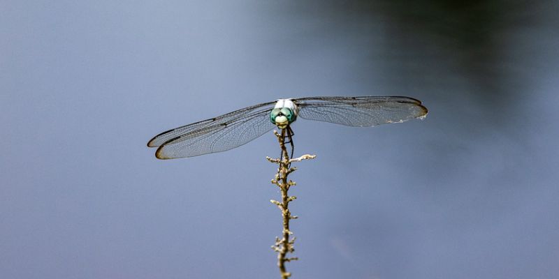 _MG_7707.jpg