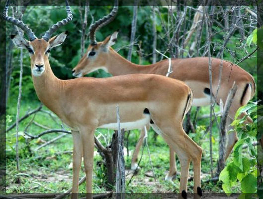 ImpalaAntelope.jpg