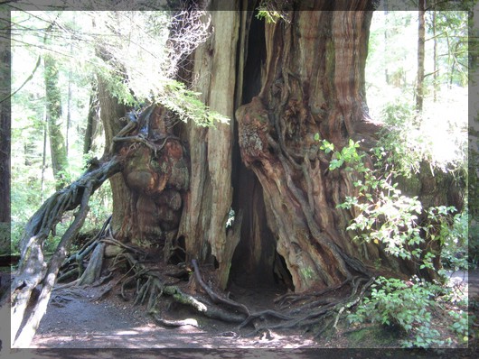 KalalochBigCedar1.jpg
