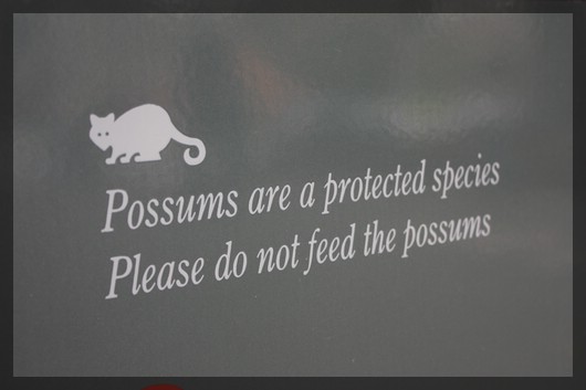Possum.jpg