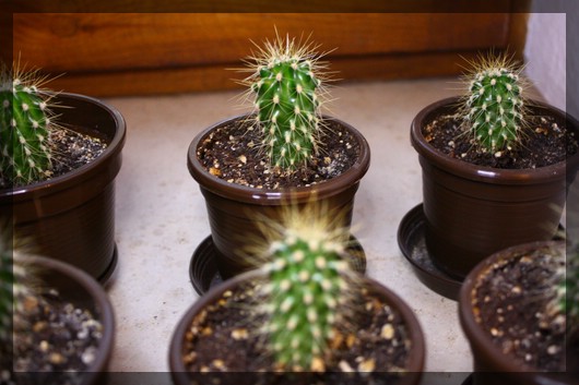 Saguaros.jpg