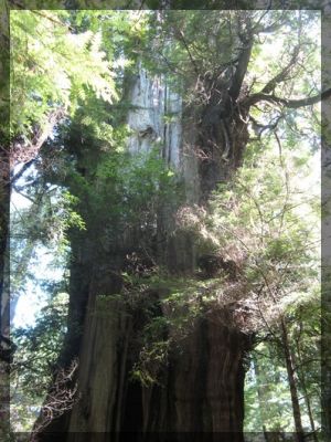 KalalochBigCedar2.jpg
