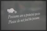 Possum.jpg