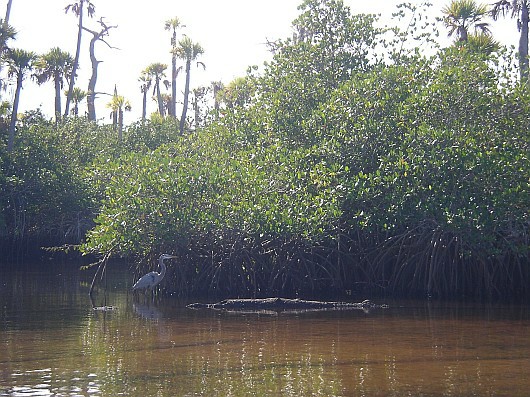 2009-01-18+11_54_53.JPG