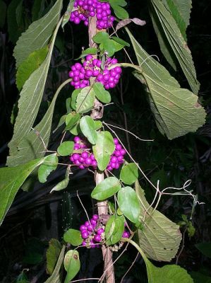 2009-01-19+17_10_47.JPG