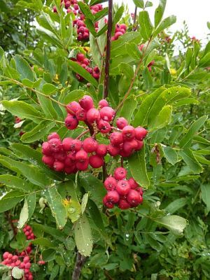 2010-09-08+12_48_05.jpg