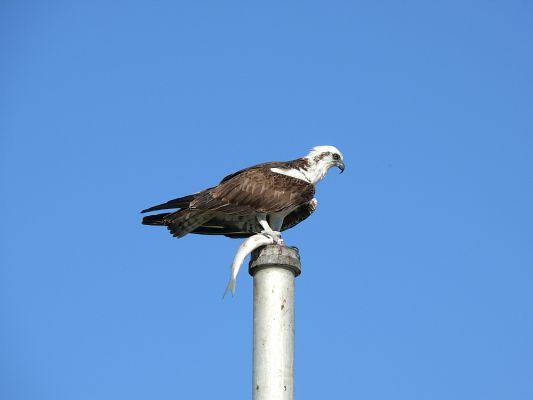 Osprey mit Lunch
