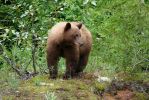 Bear_2007-06-11+07_44_36.JPG