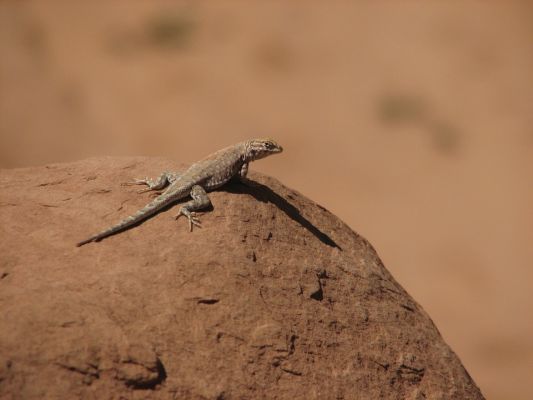 Örtliches Publikum im Goblin Valley...
Schlüsselwörter: Echse Goblin Valley Utah Südwesten USA