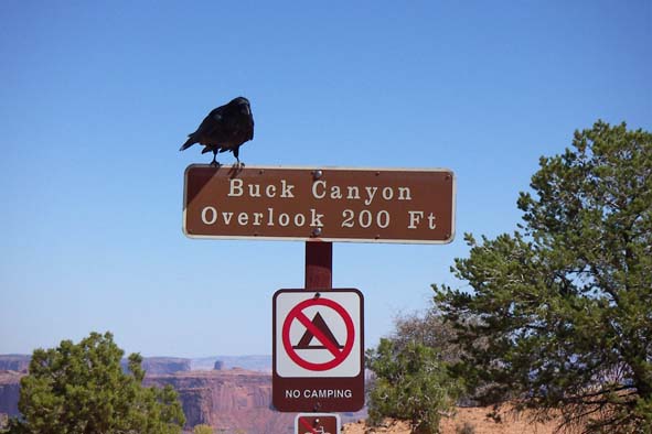 Raven.jpg