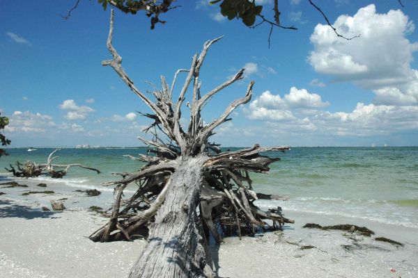 Sanibel1.jpg