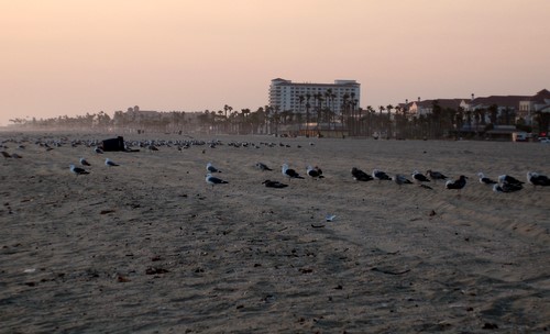 Huntington Beach Müll
