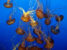 Monterey Quallen