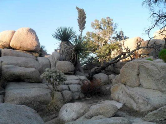 Urlaub_USA_San_Diego+Yoshua_Tree_068.jpg