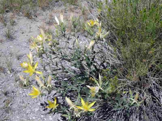 las_vegas,_death_valley,_mammoth_lakes_011.jpg