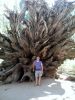 mammoth+yosemite_071.jpg