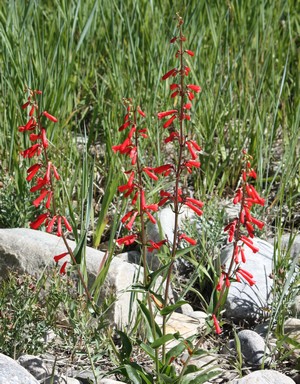 IMG_1374.JPG