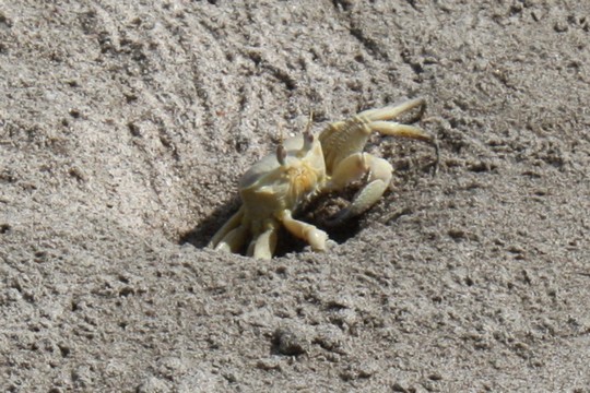 IMG_5223.jpg