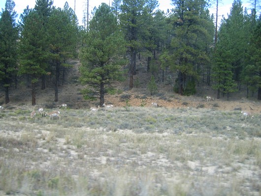 Pronghorns
