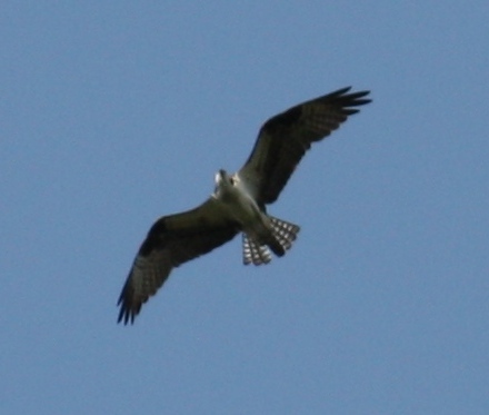 IMG_7443.JPG
