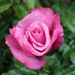 IMG_8297.JPG