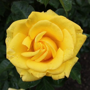 IMG_8312.JPG