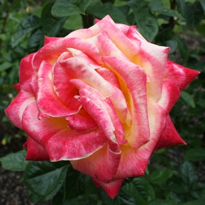 IMG_8324.JPG