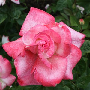 IMG_8348.JPG