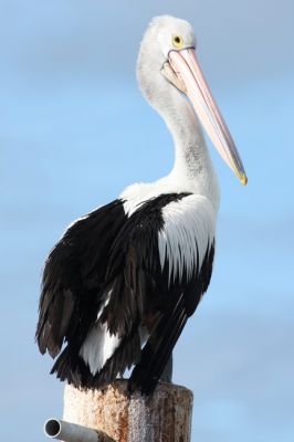 IMG_9116.jpg