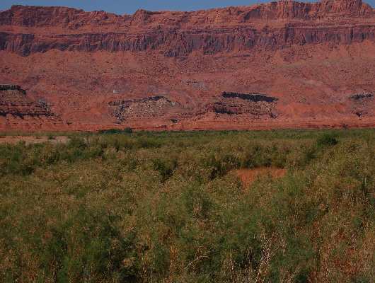 San Juan Arm des Lake Powel ohne Wasser
