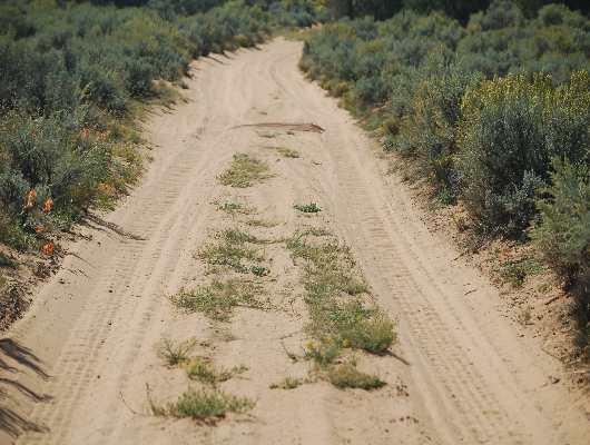Sandy Road
