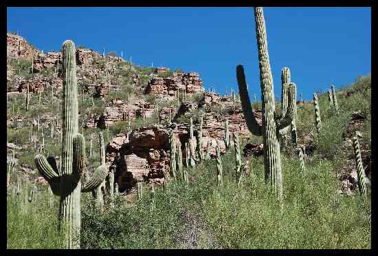 Saguarokakteen

