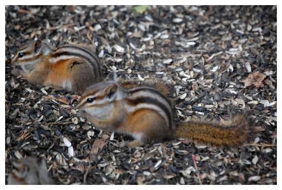 Chipmunks
