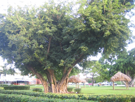 Tree
