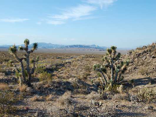 Lake Mead Blick
Auf der Gold Butte Road Richtung Whitney Pocket
