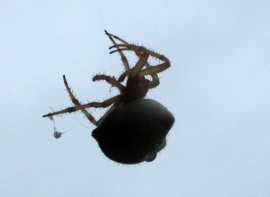 Spider
