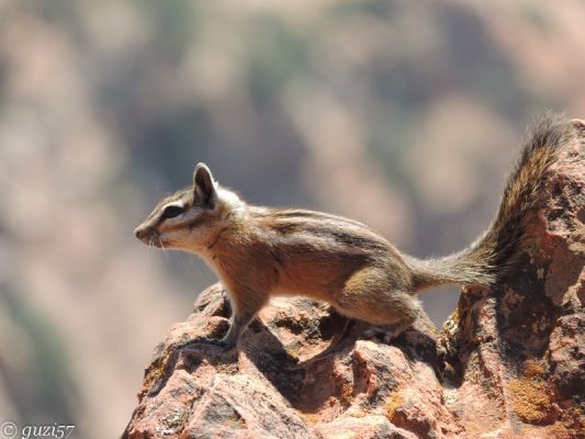 Chipmunk
