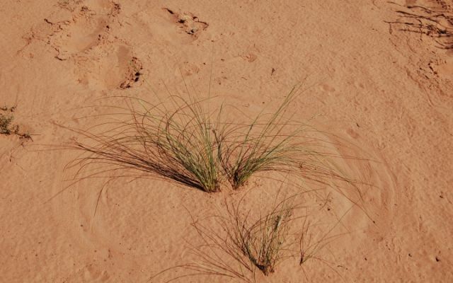 Graszeichnung
