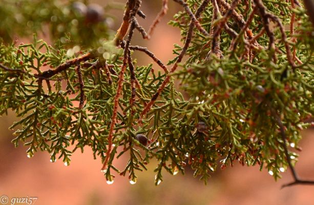 Tautropfen an Juniper
