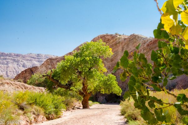 Wash zum Little White Horse Canyon 
