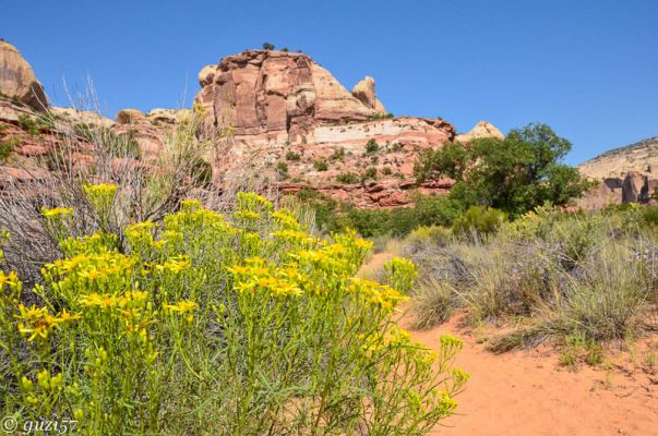 Lower Calf Creek Falls Trail
