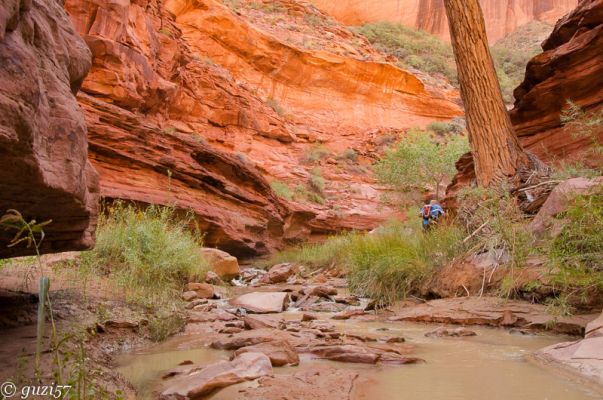 Coyote Gulch
