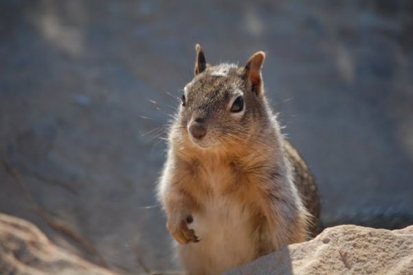Squirrel
