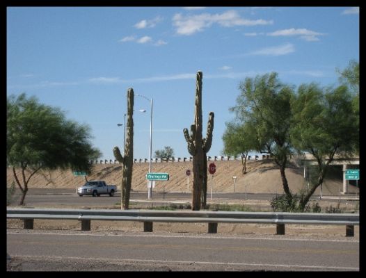 Saguarokakteen
