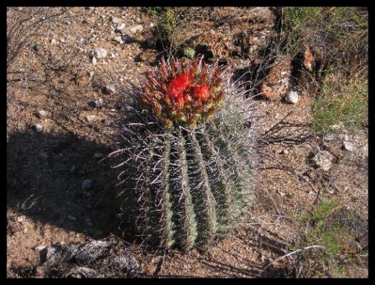 Saguarokaktus
