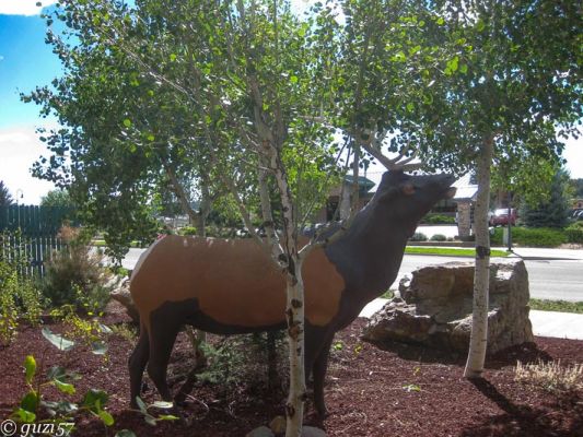 Falscher Wapiti
